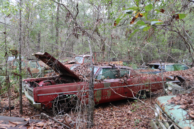 Illustration for article titled GHOST CARS ROTTING IN THE MISSISSIPPI SWAMP